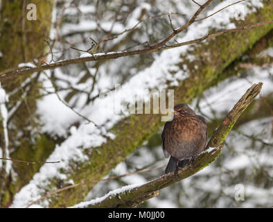 Une femme, Turdus merula Blackbird eurasien, perché sur une branche avec de la neige à la réserve RSPB Lochwinnoch, Ecosse, Royaume-Uni. Banque D'Images