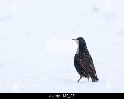 Un Européen (Commun), l'Étourneau sansonnet Sturnus vulgaris, debout dans la neige au cours d'une averse de neige à la réserve RSPB Lochwinnoch, Ecosse, Royaume-Uni. Banque D'Images