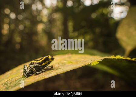 Grenouille poison dans la famille des Dendrobatidae sont connues pour leurs couleurs vives et de nature toxique. Ranitomeya ventrimaculata, c'est une petite espèce timide. Banque D'Images