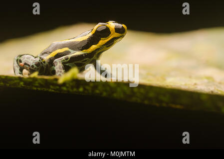 Grenouille poison dans la famille des Dendrobatidae sont connues pour leurs couleurs vives et de nature toxique. Ranitomeya ventrimaculata, c'est une petite espèce timide. Banque D'Images