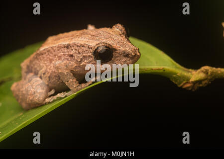 Une grenouille amazonienne Pristimantis altamazonicus) (à partir de la jungle amazonienne dans le sud de la Colombie. Banque D'Images