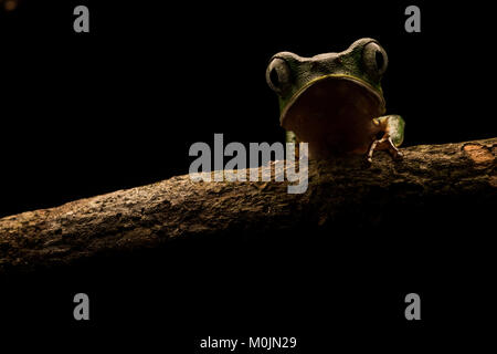 Une feuille blanche bordée grincheux (grenouille Phyllomedusa vaillantii) de l'Amazonie colombienne. Ces grenouilles passent beaucoup de temps il int haute des arbres. Banque D'Images