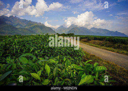 Plateau champ à jour d'été à Moc Chau, au Vietnam. Banque D'Images