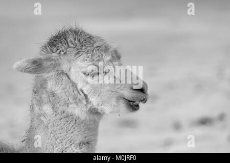 Lumineux monochrome de plein air nature animale head shot portrait of a lovely alpaga isolé sur fond de neige en plein soleil pris en hiver Banque D'Images