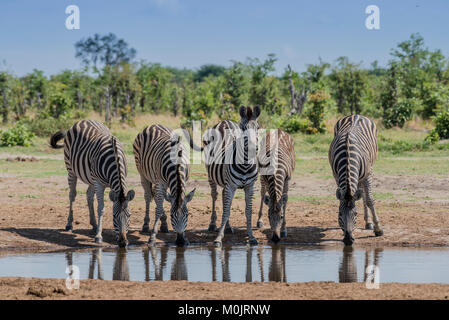 Zèbres de Burchell (Equus burchelli), troupeau de boire à un point d'eau, le Parc National de Chobe, Savuti, district de Chobe, Botswana Banque D'Images