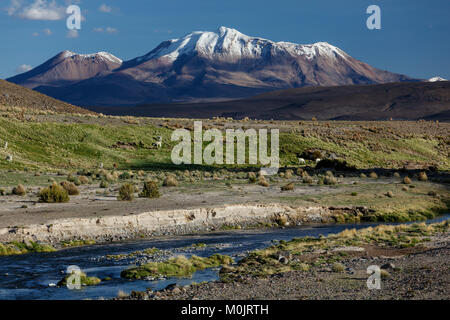 Volcan Parinacota, couvertes de neige avec des lamas à une rivière de montagne, Putre, Région de Arica y Parinacota, Chili Banque D'Images