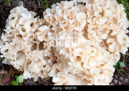 Champignon Chou-fleur en bois (Sparassis crispa), Burgenland, Autriche Banque D'Images