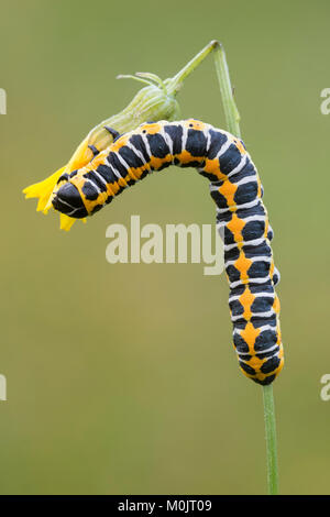 Lattich-Mönch ou la laitue (Cucullia lactucae), Caterpillar, Littlewood-Ranch, Limbach, Burgenland, Autriche Banque D'Images