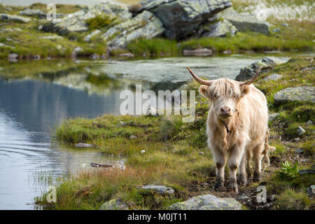 Scottish Highland cattle sur l'alpage, Scheidseen, Galtür, Tyrol, Autriche Banque D'Images