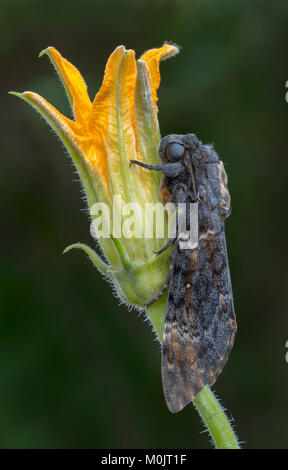 La tête de mort (Acherontia atropos) sphynx, Schwaz, Tyrol, Autriche Banque D'Images