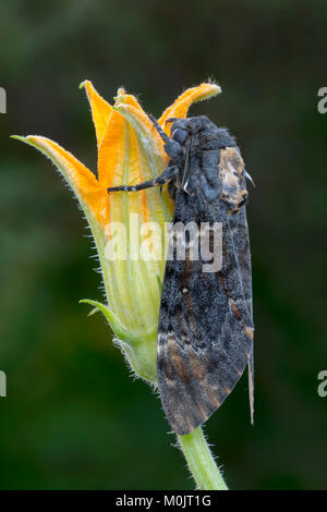La tête de mort (Acherontia atropos) sphynx, Schwaz, Tyrol, Autriche Banque D'Images