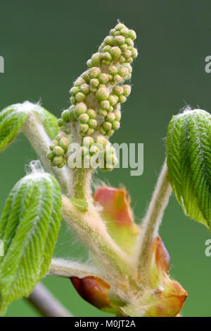 Girl (8-9), détail avec les pousses de feuilles et de fleurs, coupés, Rhénanie du Nord-Westphalie, Allemagne Banque D'Images