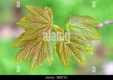 Érable (Acer), des feuilles, des rameaux de feuilles avec des pousses, Rhénanie du Nord-Westphalie, Allemagne Banque D'Images