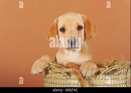 Labrador Retriever, jaune, chiot 7 semaines old, in basket Banque D'Images