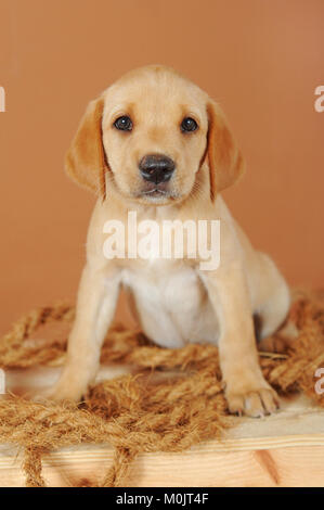 Labrador Retriever, jaune, chiot de 7 semaines Banque D'Images