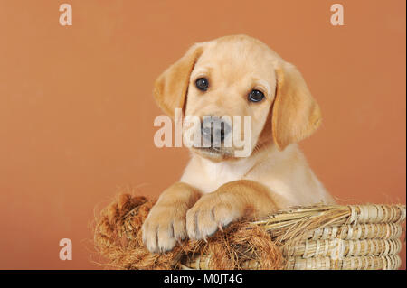 Labrador Retriever, jaune, chiot 7 semaines old, in basket Banque D'Images