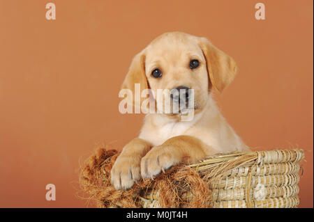 Labrador Retriever, jaune, chiot 7 semaines old, in basket Banque D'Images