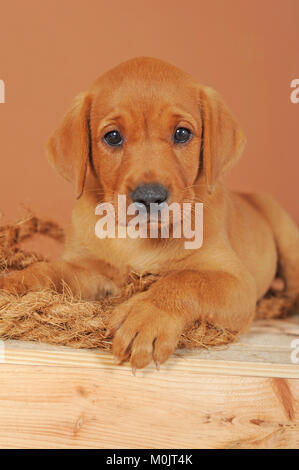 Labrador Retriever, jaune, chiot de 7 semaines Banque D'Images