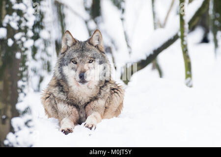 Le loup (Canis lupus) réside dans la neige, captive, Allemagne Banque D'Images