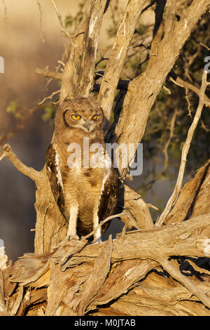 Spotted Eagle-owl (Bubo africanus), jeune oiseau perché sur un arbre, Kgalagadi Transfrontier Park, Northern Cape, Afrique du Sud Banque D'Images