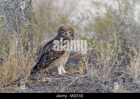 Spotted Eagle-owl (Bubo africanus), jeune oiseau sur le sol à la recherche de proies, Kgalagadi Transfrontier Park, Northern Cape Banque D'Images