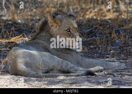 Lion à crinière noire (Panthera leo) vernayi, jeune homme couché dans l'ombre à la chaleur de midi, alerte, Kgalagadi Transfrontier Park Banque D'Images