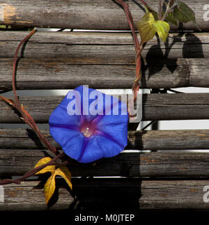 Seul un bleu intense morning glory fleur sur une vigne avec deux feuilles contre une vieille clôture en bois Banque D'Images