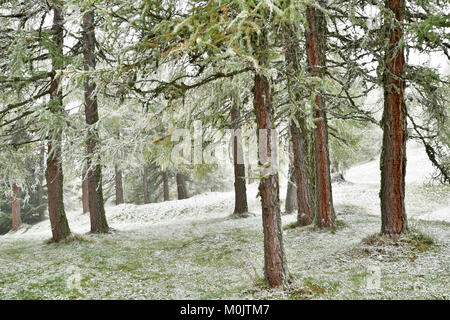 Avec la forêt de mélèzes, première neige en automne, Obernberg, Tyrol, Autriche Banque D'Images