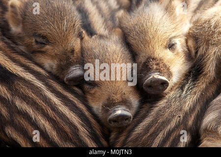 Le sanglier (Sus scrofa), shoats près ensemble, Rhénanie du Nord-Westphalie, Allemagne Banque D'Images