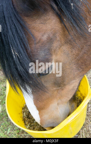 Bay horse eating nourrir à partir d'un godet jaune Banque D'Images