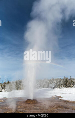 Le Cône Rose Geyser éclate dans le geyser Basin au Parc National de Yellowstone, le 19 novembre 2016 dans le Wyoming. Banque D'Images