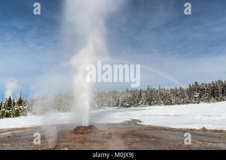 Le Cône Rose Geyser éclate dans le geyser Basin au Parc National de Yellowstone, le 19 novembre 2016 dans le Wyoming. Banque D'Images