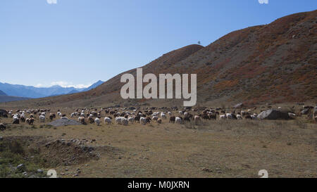 Les chèvres paissent dans les montagnes de l'Altaï, en Russie. Banque D'Images