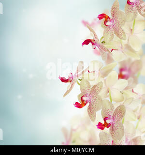 Fleurs orchidée rose close up sur fond bleu flou artistique Banque D'Images