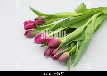 Tulipe rose couchée sur le sol enneigé Banque D'Images