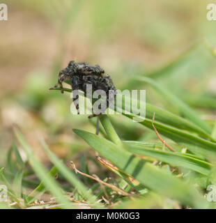 Araignée sauteuse (mâle Marpissa muscosa) Banque D'Images