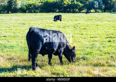 Vaches Noires libre pâturage sur des pâturages dans les fermes de Virginie pré campagne champ avec de l'herbe verte Banque D'Images