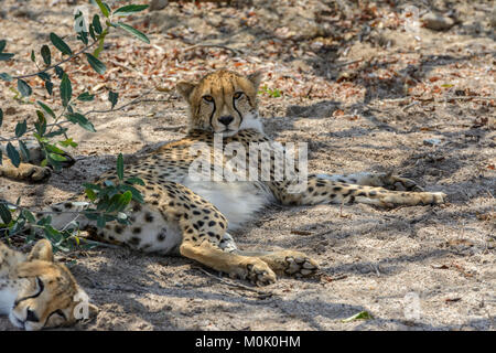 Le Guépard (Acinonyx jubatus) se détendre à l'ombre d'un arbre dans le Parc National Kruger, Afrique du Sud Banque D'Images