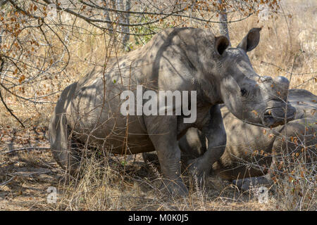 Deux jeunes hommes rhinocéros blanc ou square-lipped rhinoceros (Ceratotherium simum) se détendre à l'ombre d'un arbre dans le Parc National Kruger, Afrique du Sud Banque D'Images