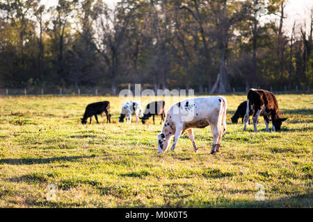 Le noir et blanc de jeunes vaches, veaux libre pâturage sur les pâturages, l'herbe verte, taches en Virginie campagne fermes meadow field at sunset avec lumière douce Banque D'Images