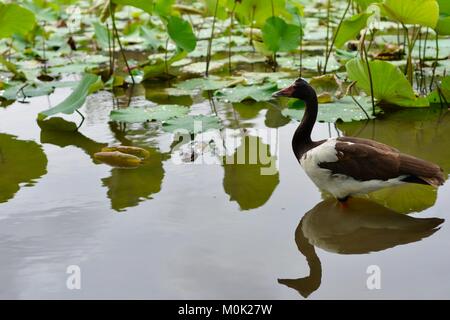 Magpie goose et son reflet dans une lagune, Anderson Park Botanic Gardens, Townsville, Queensland, Australie Banque D'Images