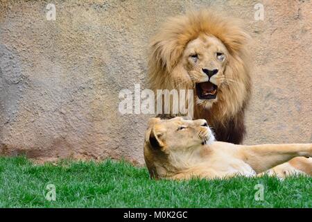 Close-up of roaring lion lionne couchée sur l'herbe avec Banque D'Images