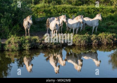 Portrait de l'chevaux blancs reflètent dans l'eau. La France. Camargue Banque D'Images