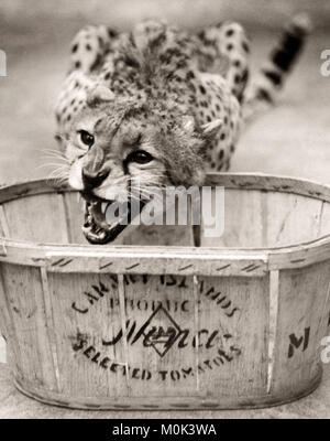 Cheetah dans un zoo, manger, Angleterre, 1930 Banque D'Images