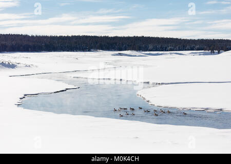 Snow Creek, à l'Alun entoure le parc national de Yellowstone en hiver le 7 décembre 2017 dans le Wyoming. Banque D'Images