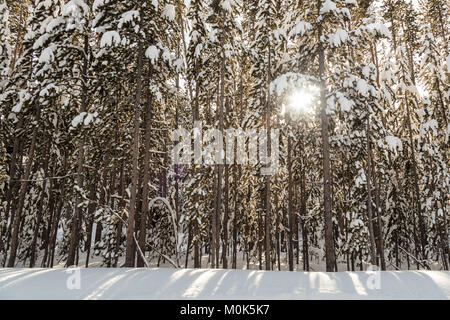 Le sun peaks par snowy trees au Parc National de Yellowstone en hiver le 7 décembre 2017 dans le Wyoming. Banque D'Images