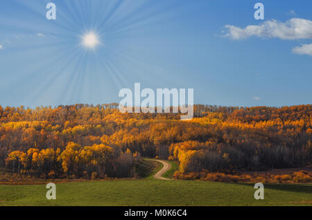 Un chemin de terre sinueux à travers une épaisse forêt aux couleurs de l'automne de peuplement dans un paysage rural landscape Banque D'Images