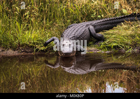 Grand Alligator mississippiensis Alligator menaçant dans les zones humides et marais à la Myakka River State Park à Sarasota, Floride, USA Banque D'Images