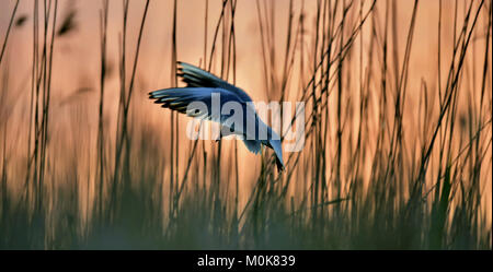 Silhouette d'en vol au coucher du soleil. Vol d'une mouette noir. Rétroéclairage. goélands voler contre le jaune fond coucher de soleil . Mouette. La Russie Banque D'Images