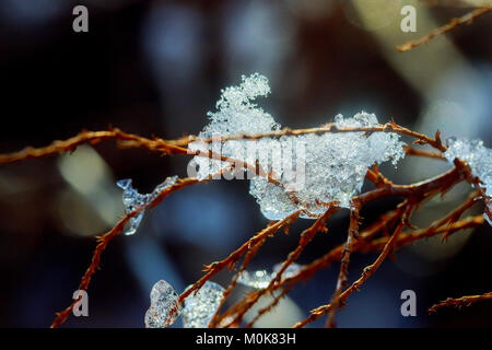 De Glaçons pendant les branches résultant de la fonte de la neige sur l'eau gelée givre Banque D'Images